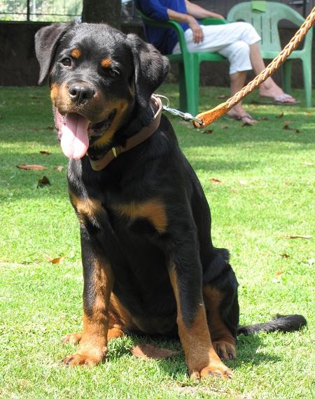 Rendy Roccia Nera